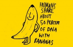 Banana vs Human DNA Banana vs Human DNA